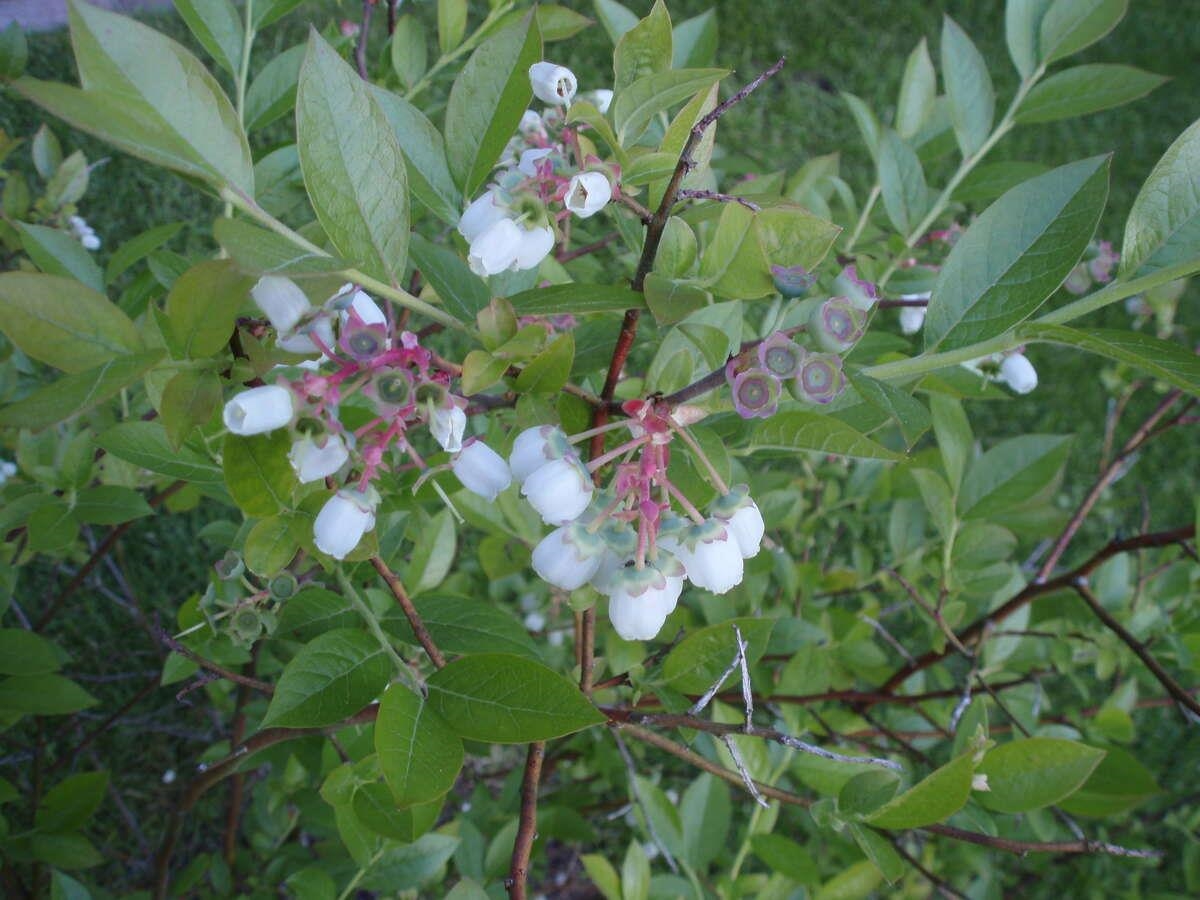 Outdoor Patio Photo of 1498 Chamberlain Drive, North Vancouver, BC