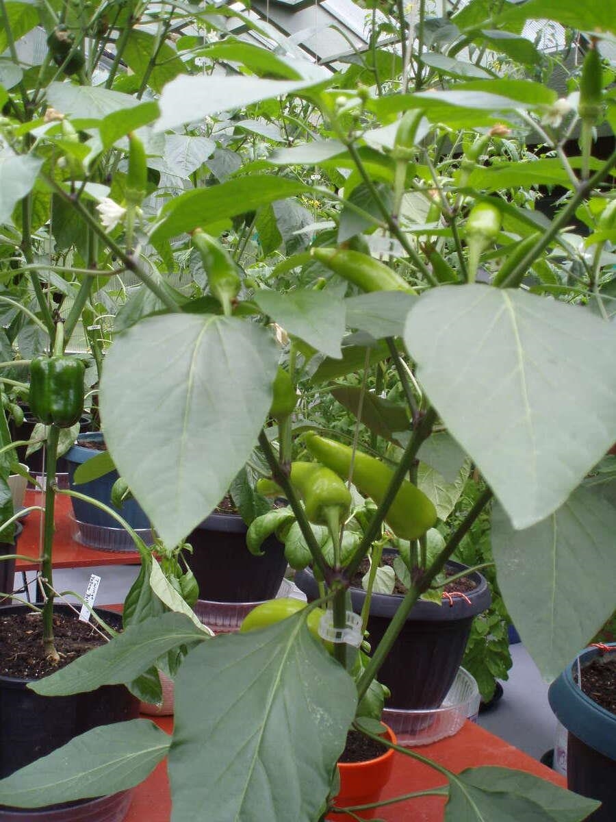 Street View Photo of 1498 Chamberlain Drive, North Vancouver, BC