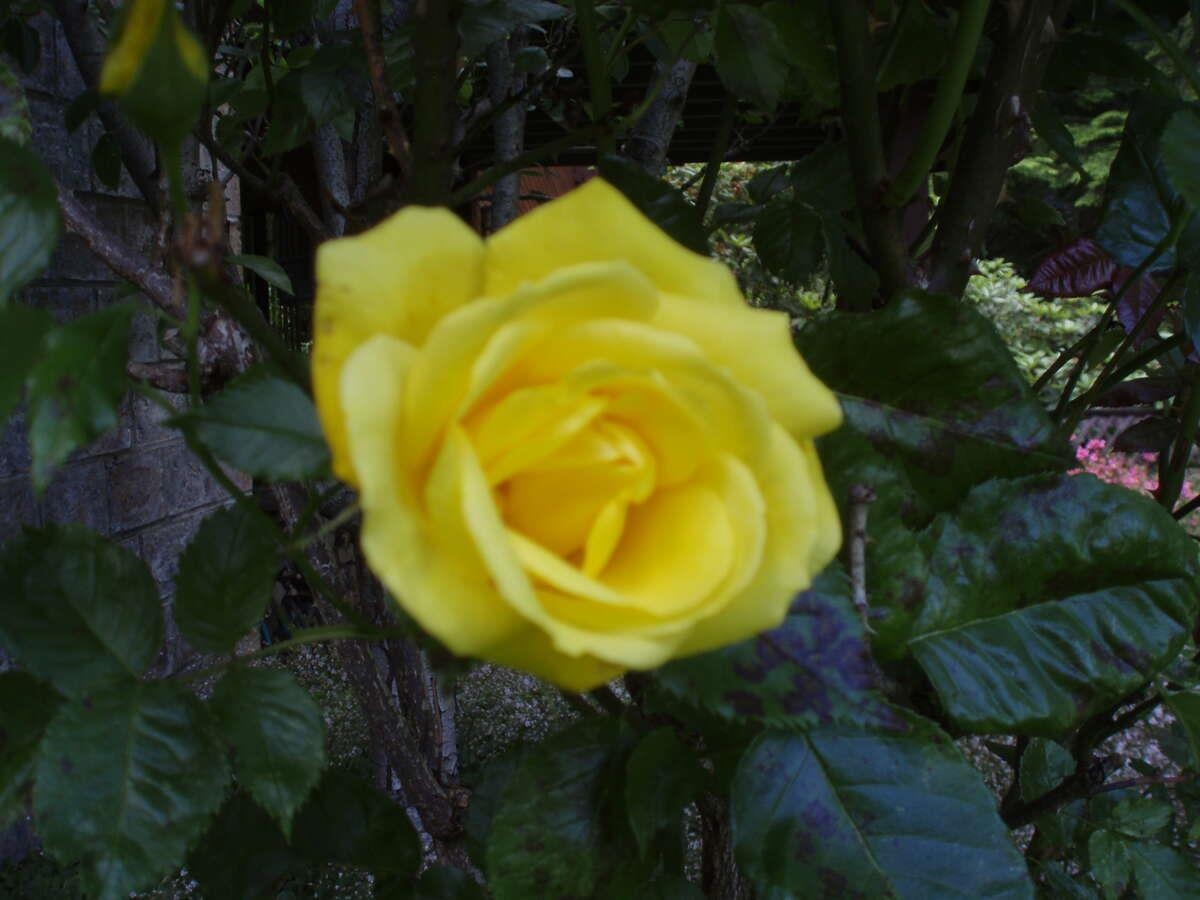 Swimming Pool Photo of 1498 Chamberlain Drive, North Vancouver, BC