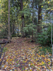 Neighborhood Park Photo Near 1498 Chamberlain Drive, North Vancouver, BC