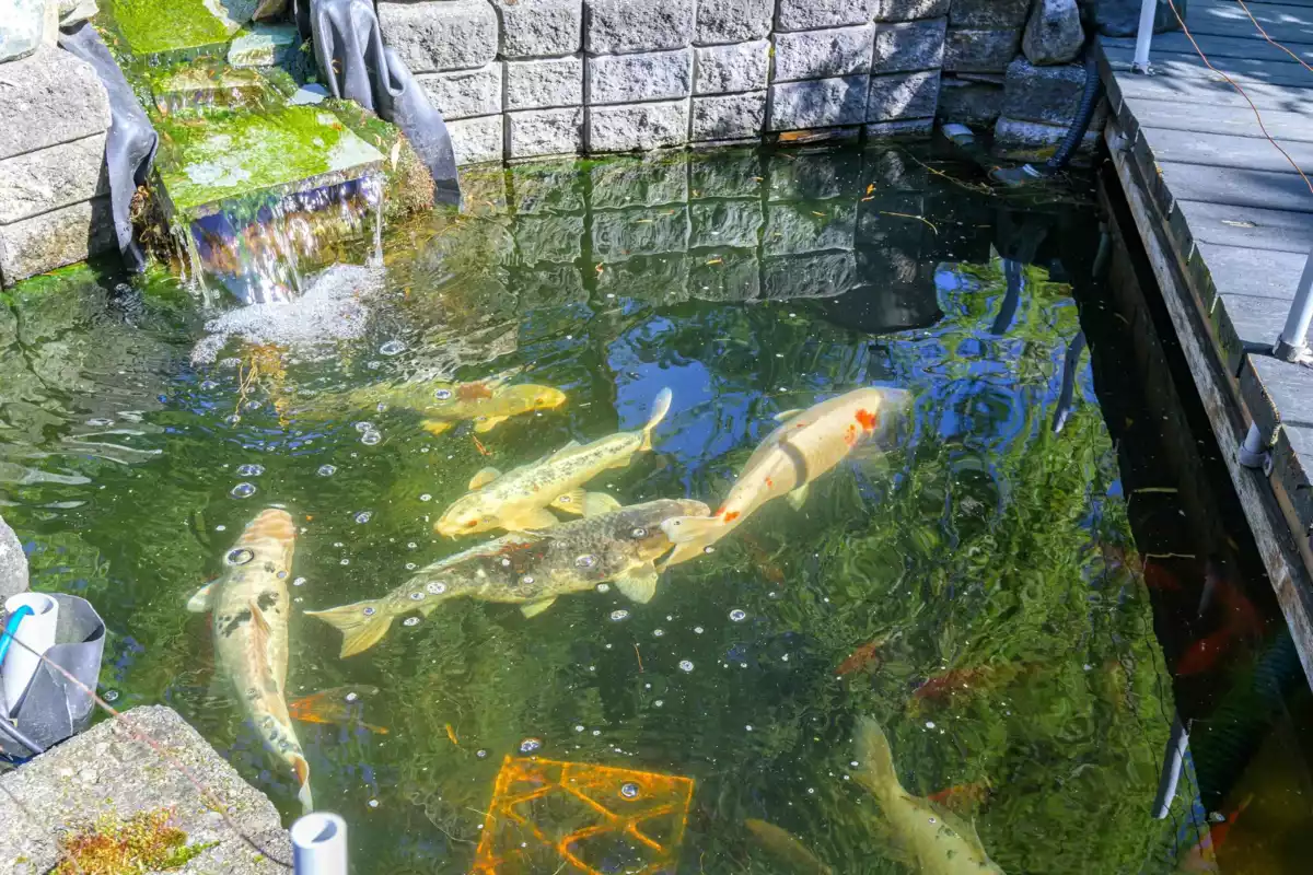 Neighborhood Park Photo Near 15627 Buena Vista Avenue, White Rock, BC
