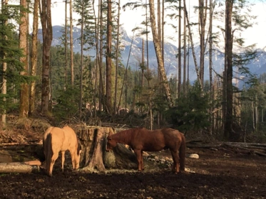 Neighborhood Park Photo Near 2236 Mountain Road, Gambier Island, BC