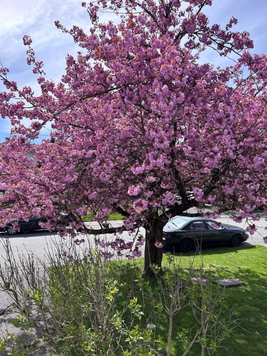 Exterior Rear Photo of 22475 Streng Avenue, Maple Ridge, BC