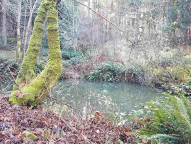 Front Yard Photo of 495 Deacon Lane, Galiano Island, BC
