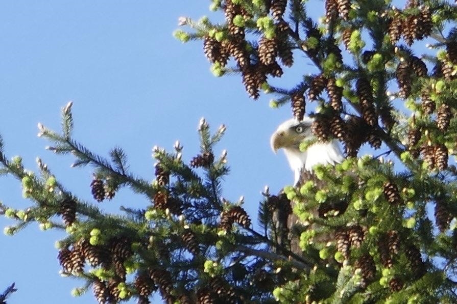 Aerial View of 495 Deacon Lane, Galiano Island, BC