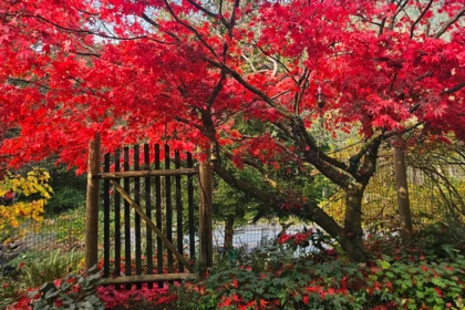 Front Yard Photo of 1253 Adams Road, Bowen Island, BC
