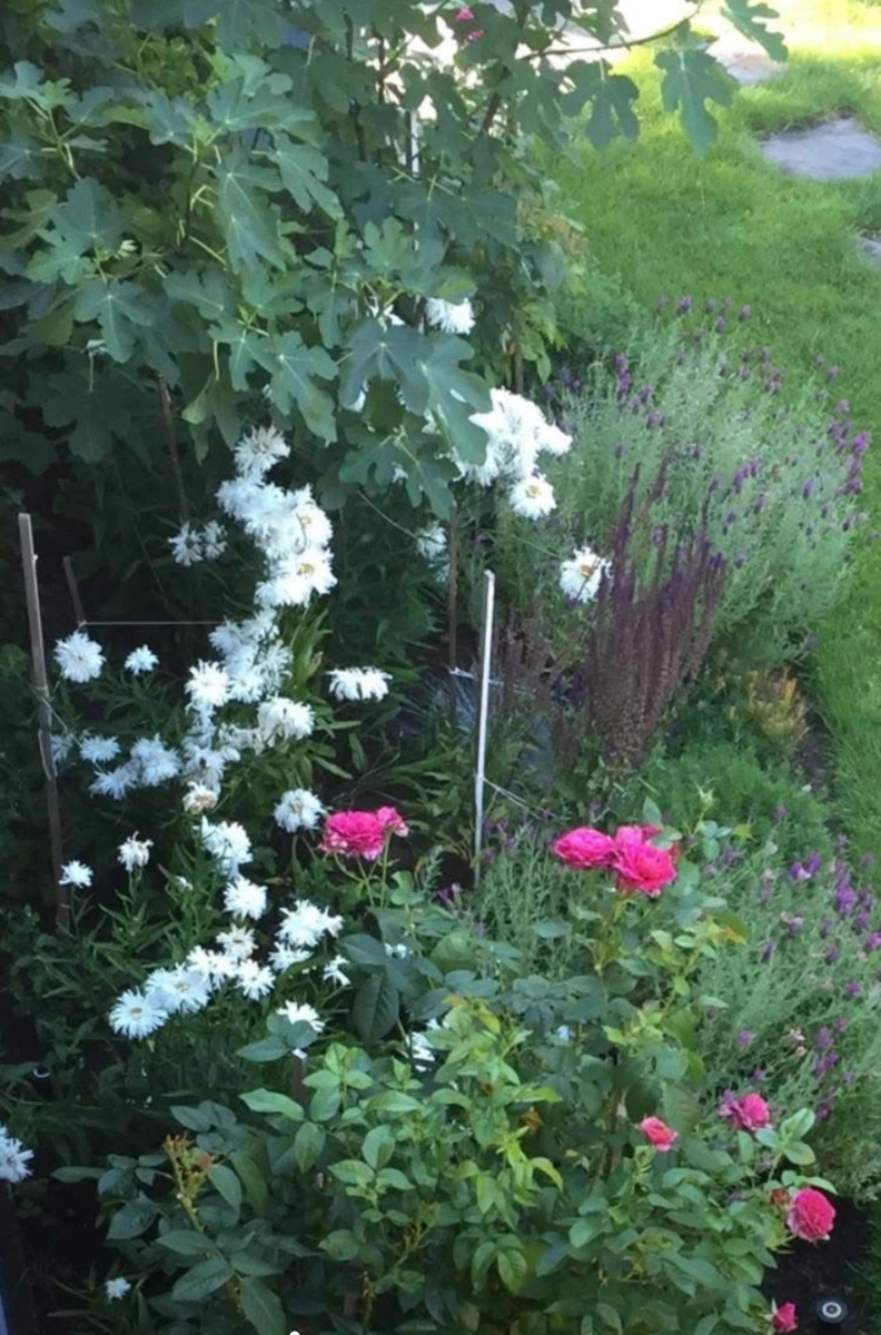 Outdoor Kitchen Photo of 349 E 24th Street, North Vancouver, BC