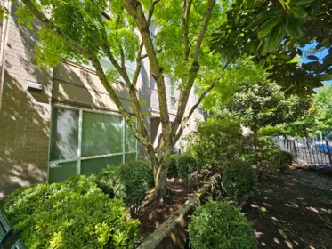 Backyard Photo of 110 2343 Atkins Avenue, Port Coquitlam, BC