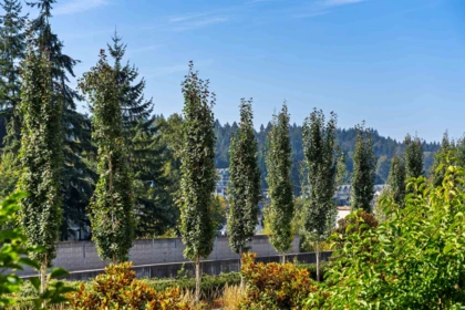 Backyard Photo of 336 55 Klahanie Drive, Port Moody, BC
