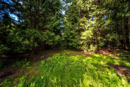Backyard Photo of 4067 Sefton Street, Port Coquitlam, BC