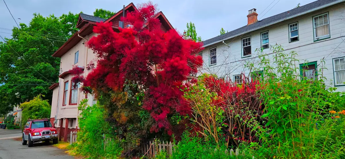 Pantry Photo of 1332 E 2nd Avenue, Vancouver, BC
