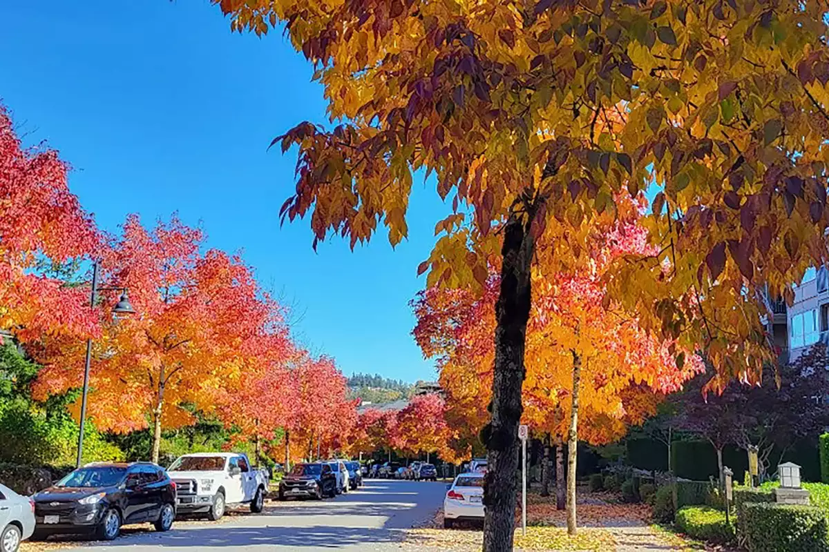 Swimming Pool Photo of 401 3132 Dayanee Springs Boulevard, Coquitlam, BC