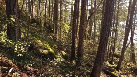Pantry Photo of Lot 108 Seaview Road, Sechelt, BC