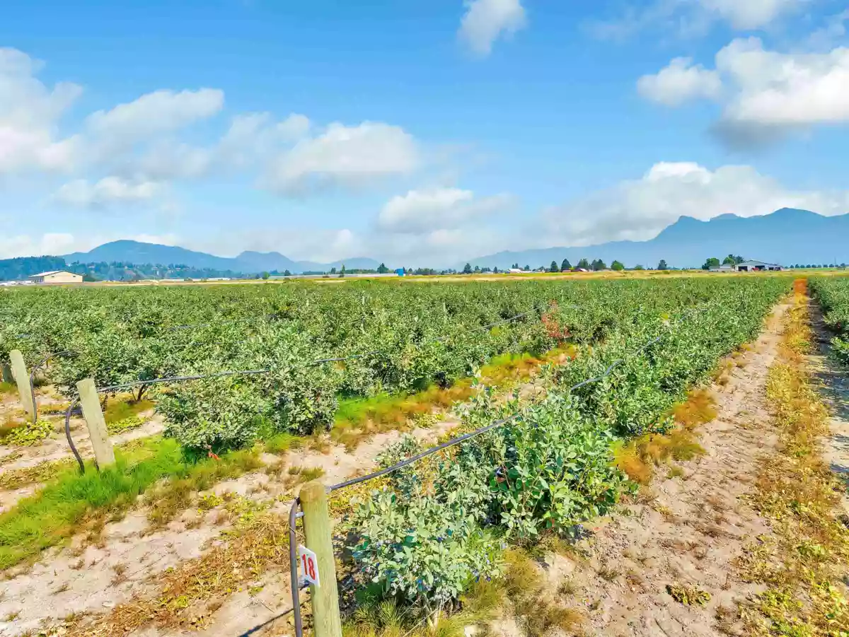 Bedroom 2 Photo of 46950 Chilliwack Central Road, Chilliwack, BC