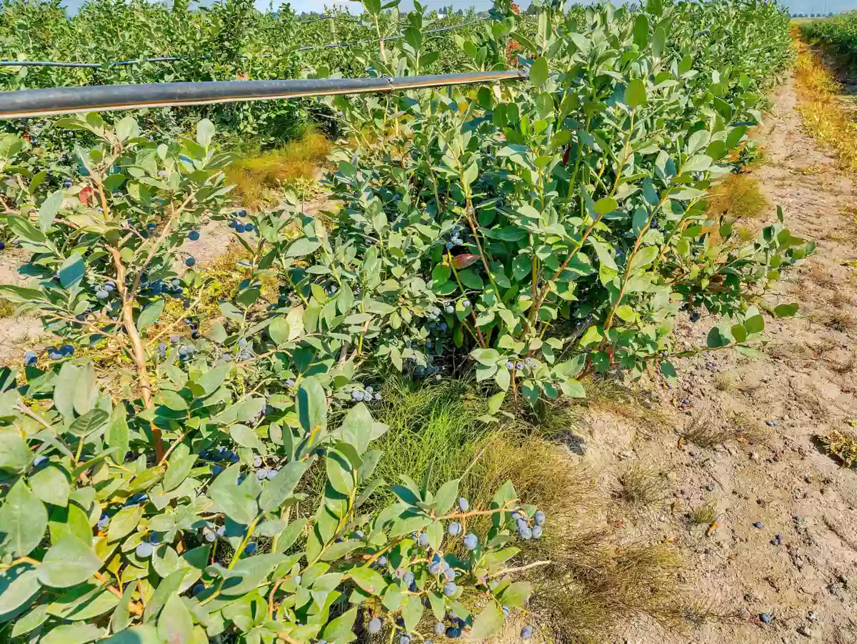 Bedroom 3 Photo of 46950 Chilliwack Central Road, Chilliwack, BC