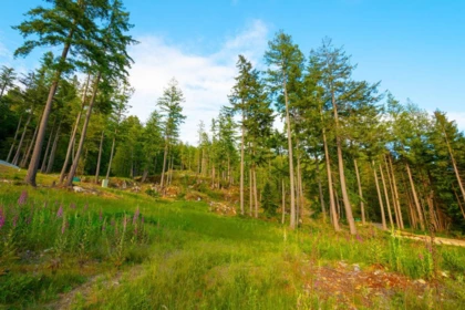 Walk-In Closet Photo of Lot 2 Innisfree Lane, Bowen Island, BC