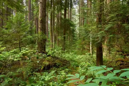 Lot 1 Mountain Highway, North Vancouver, BC, North vancouver — Land for sale