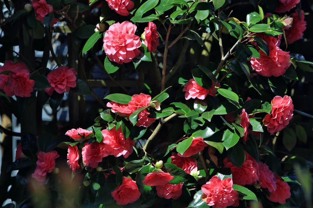 Family Room Photo of 9111 Maskall Drive, Richmond, BC
