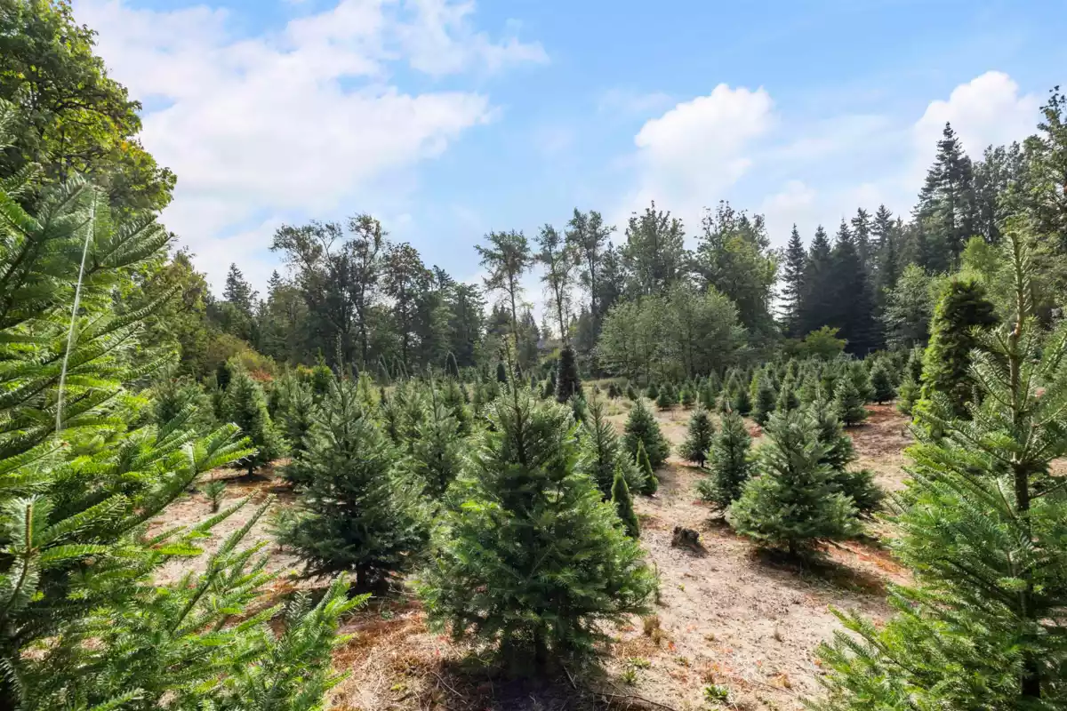 Walk-In Closet Photo of 22441 79 Avenue, Langley, BC