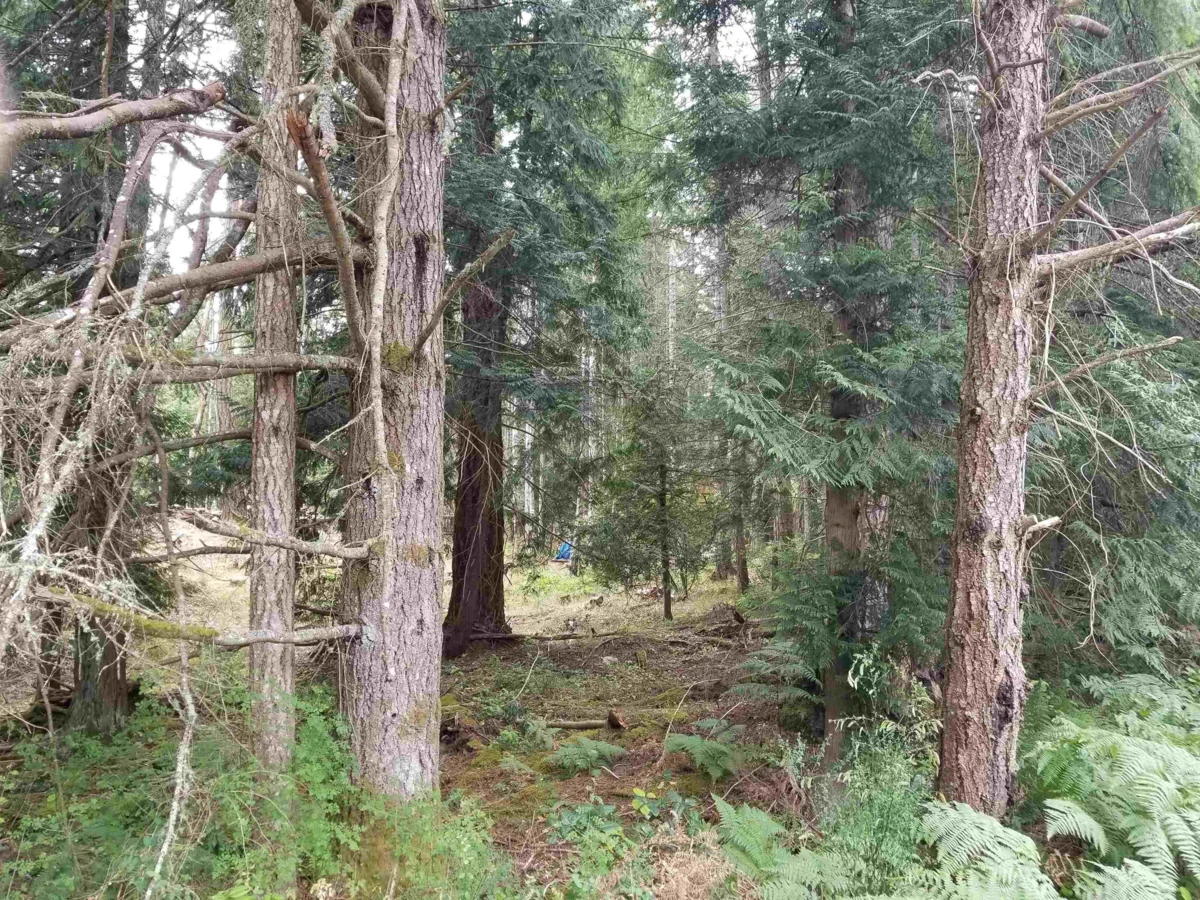 Family Room Photo of LOT 1 Burrill Road, Galiano Island, BC