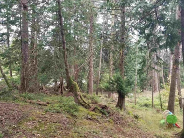 Primary Bedroom Photo of LOT 1 Burrill Road, Galiano Island, BC