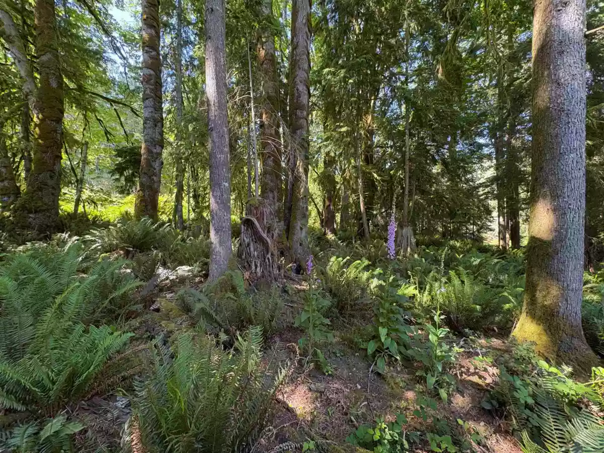 Dining Area Photo of Lot 64 984 West Bay Road, Gambier Island, BC