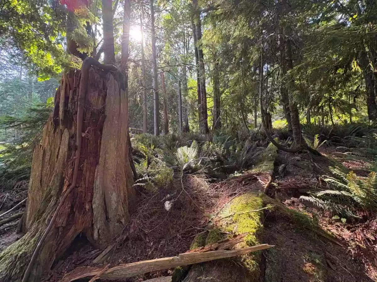 Family Room Photo of Lot 64 984 West Bay Road, Gambier Island, BC
