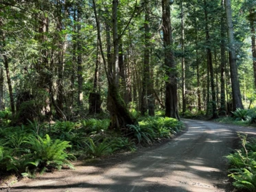 Office / Den Photo of 315 Hairy Elbow Road, Sechelt, BC