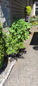 Neighborhood Park Photo Near 20 15273 24 Avenue, Surrey, BC