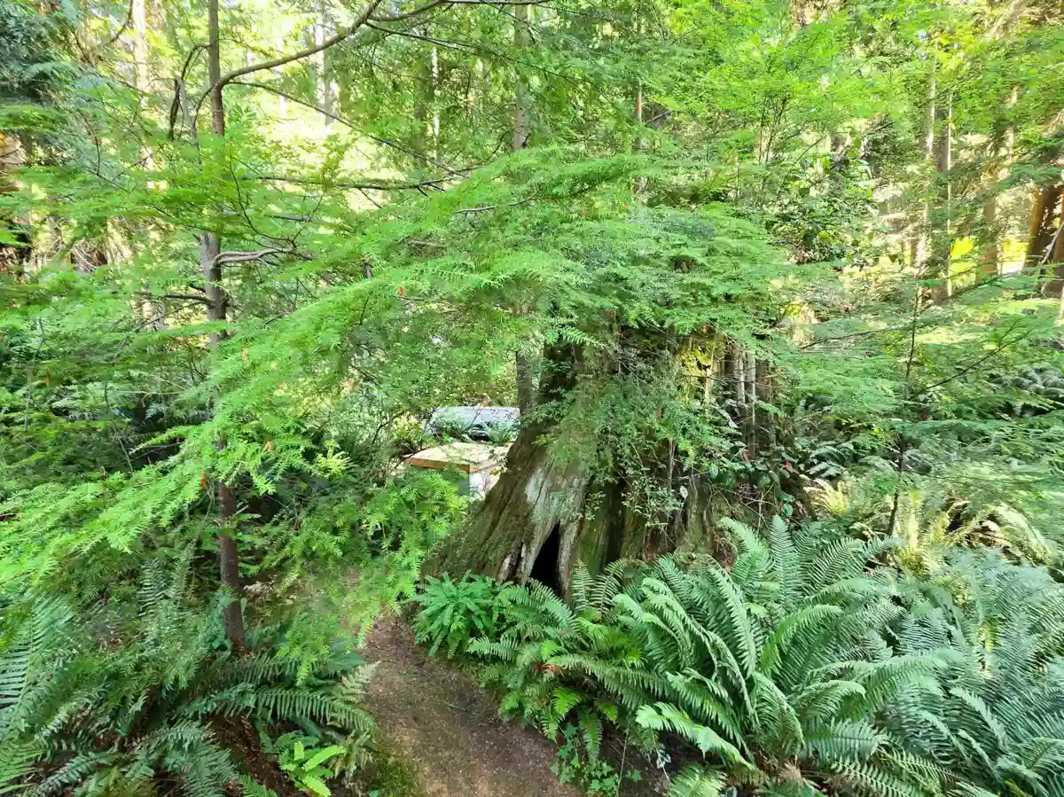 Backyard Photo of 793 Andy's Bay Road, Gambier Island, BC