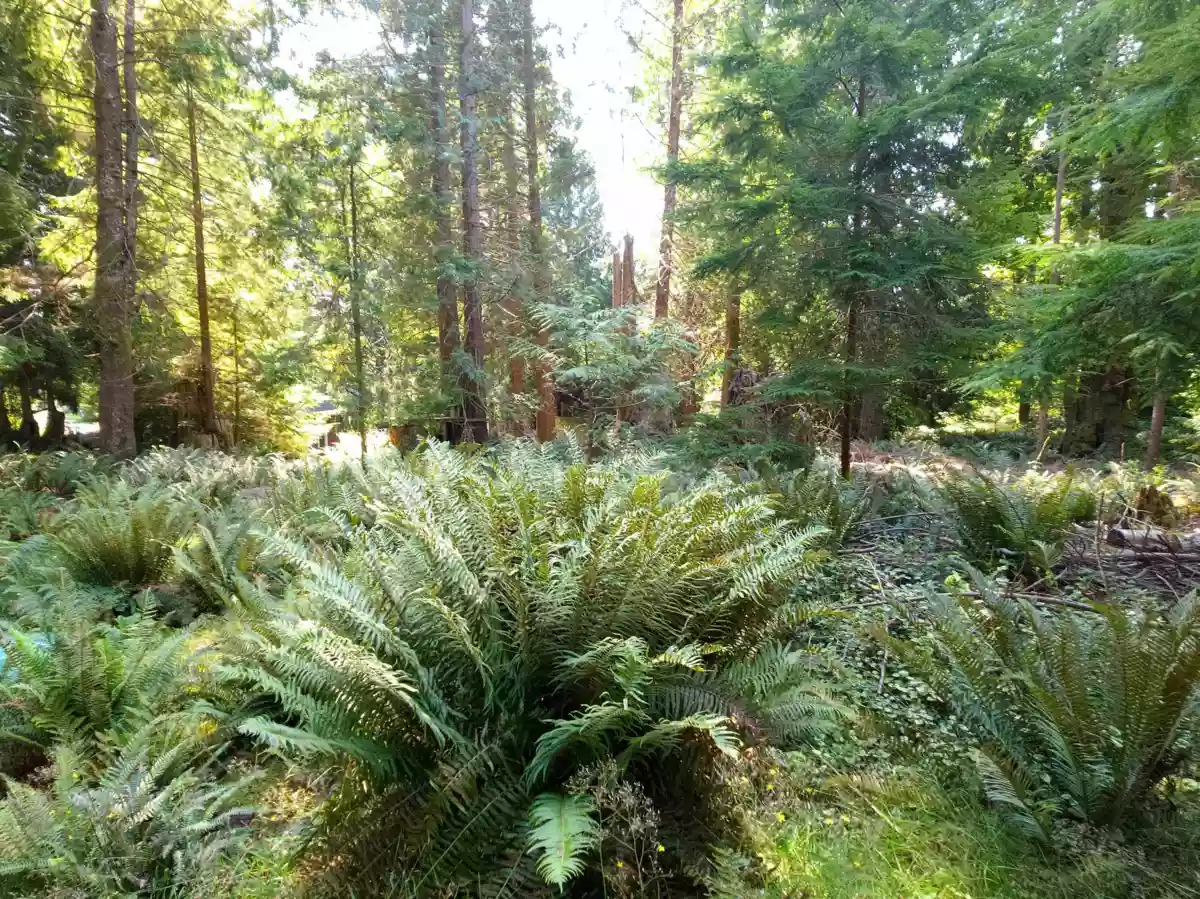 Garden / Landscaping Photo of 793 Andy's Bay Road, Gambier Island, BC
