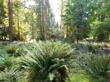 Garden / Landscaping Photo of 793 Andy's Bay Road, Gambier Island, BC