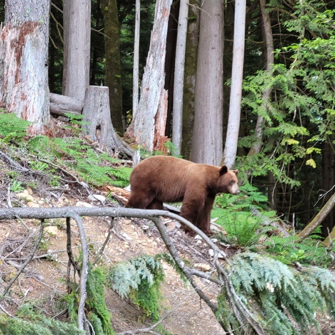 Bedroom 4 Photo of 1154 Copper Drive, Britannia Beach, BC