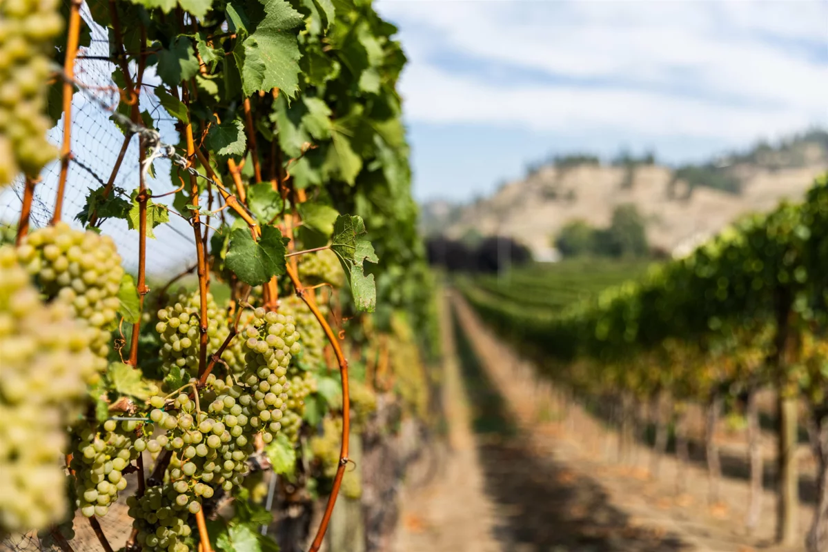 Bedroom 2 Photo of 1116 Naramata Road, No City Value, BC