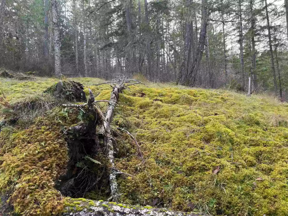 Dining Area Photo of LOT B Francis Peninsula Road, Madeira Park, BC