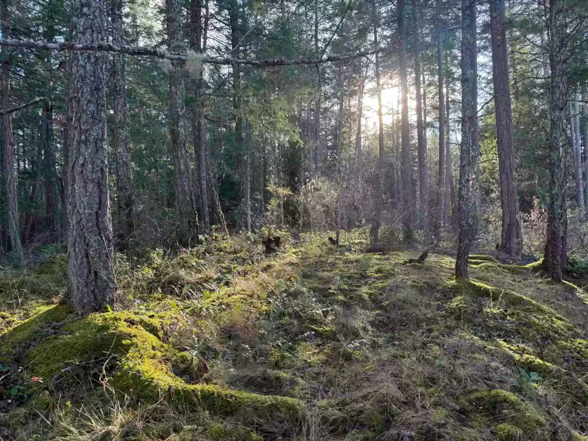 Exterior Rear Photo of LOT B Francis Peninsula Road, Madeira Park, BC