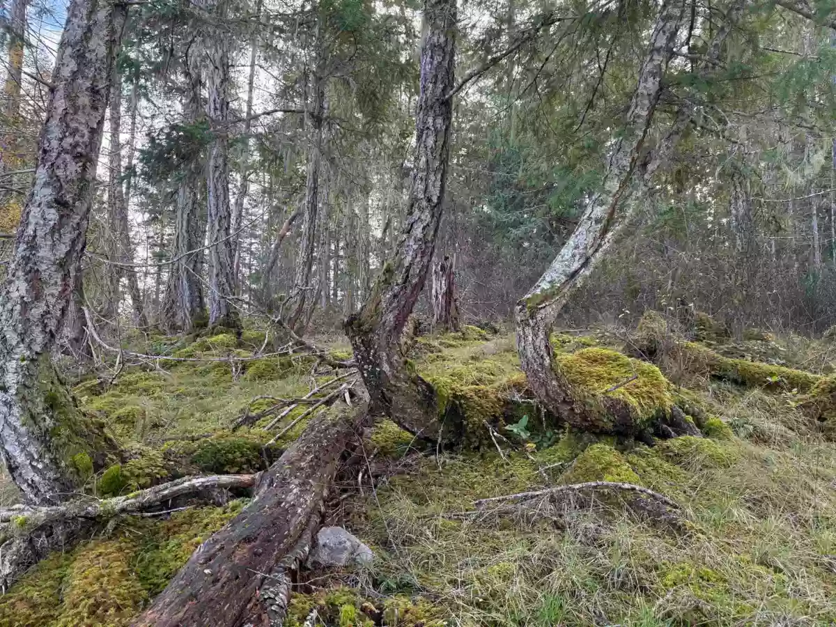 Guest Bathroom Photo of LOT B Francis Peninsula Road, Madeira Park, BC