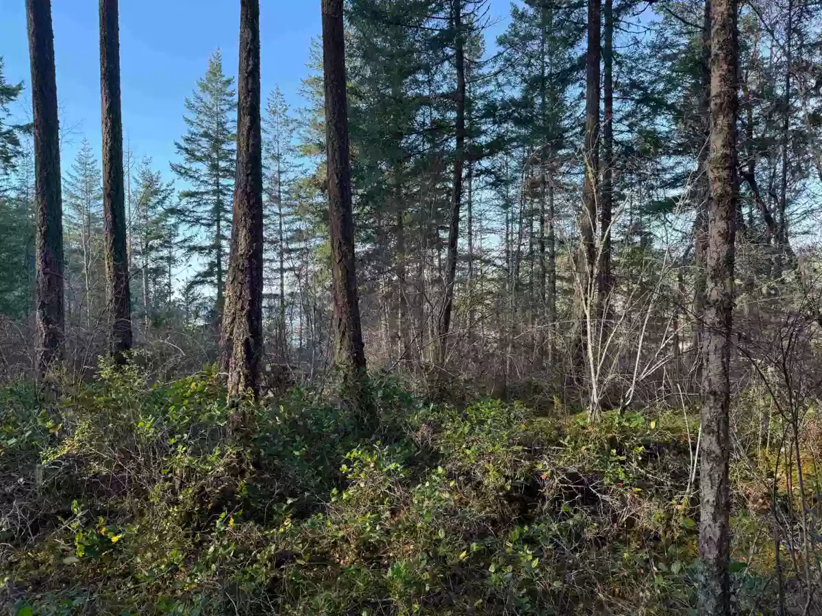 Living Room Photo of LOT B Francis Peninsula Road, Madeira Park, BC