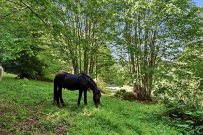 Backyard Photo of 10240 Rolley Crescent, Maple Ridge, BC