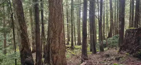 392 Campbell Bay Road, Mayne Island, BC, Mayne Island — Land for sale
