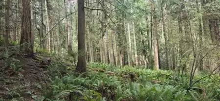 392 Campbell Bay Road, Mayne Island, BC, Mayne Island — Land for sale