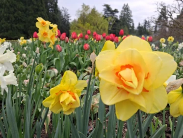 Neighborhood Park Photo Near 761 W 26th Avenue, Vancouver, BC