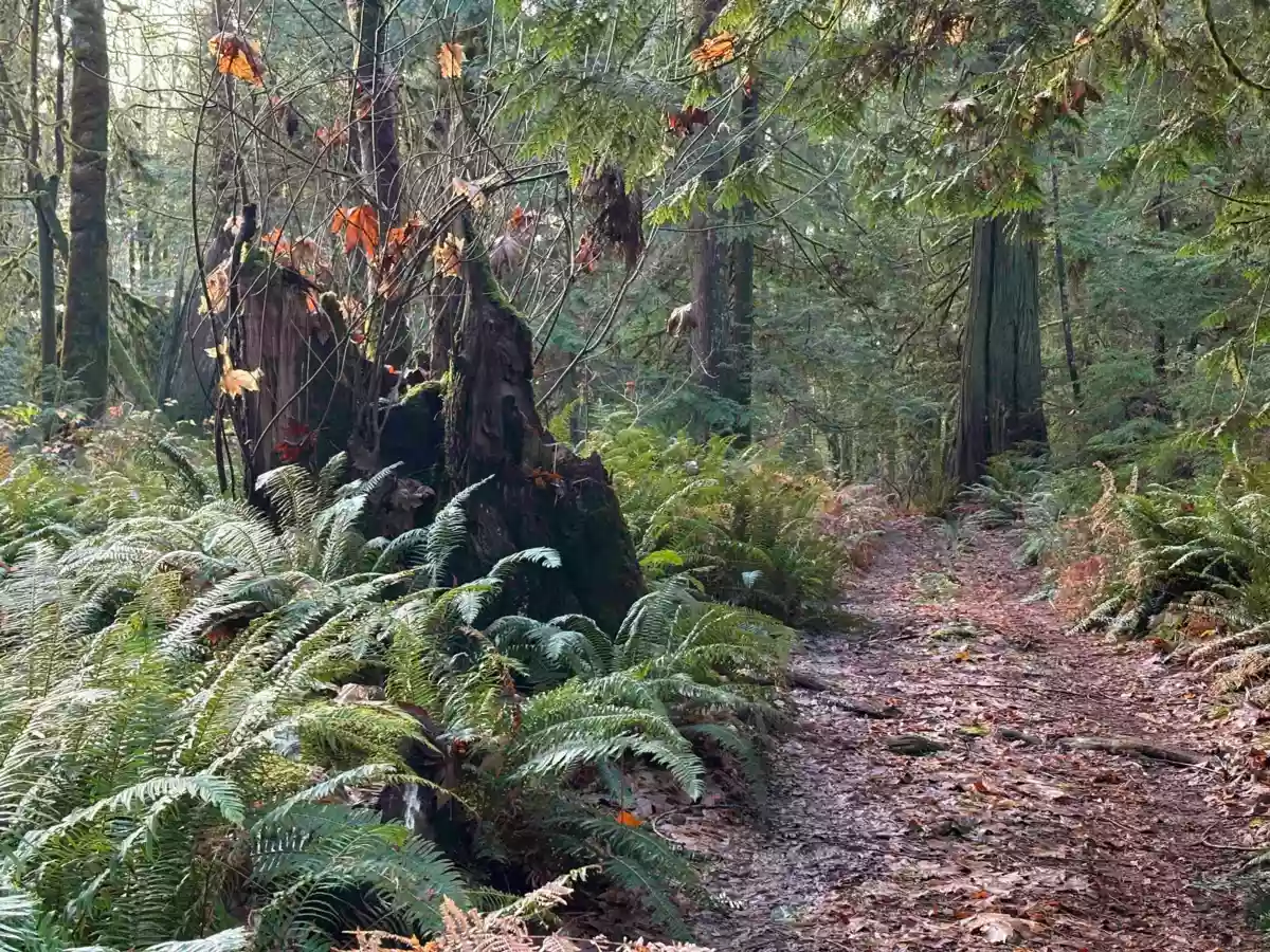 Backyard Photo of 815 The Grove Road, Gambier Island, BC