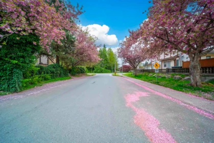Playground / Recreational Area Near 14932 98a Avenue, Surrey, BC