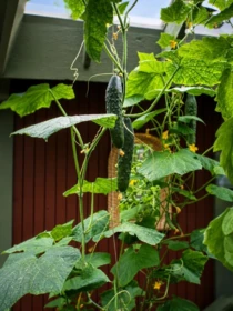 Backyard Photo of 1498 Chamberlain Drive, North Vancouver, BC