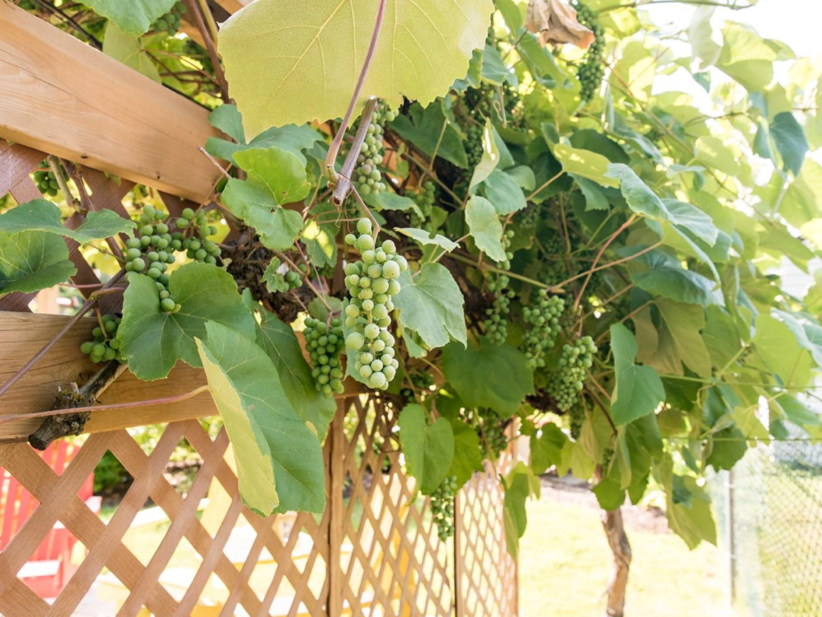 Street View Photo of 21687 48a Avenue, Langley, BC