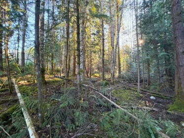 Pantry Photo of BLOCK C Lockyer Road, Roberts Creek, BC