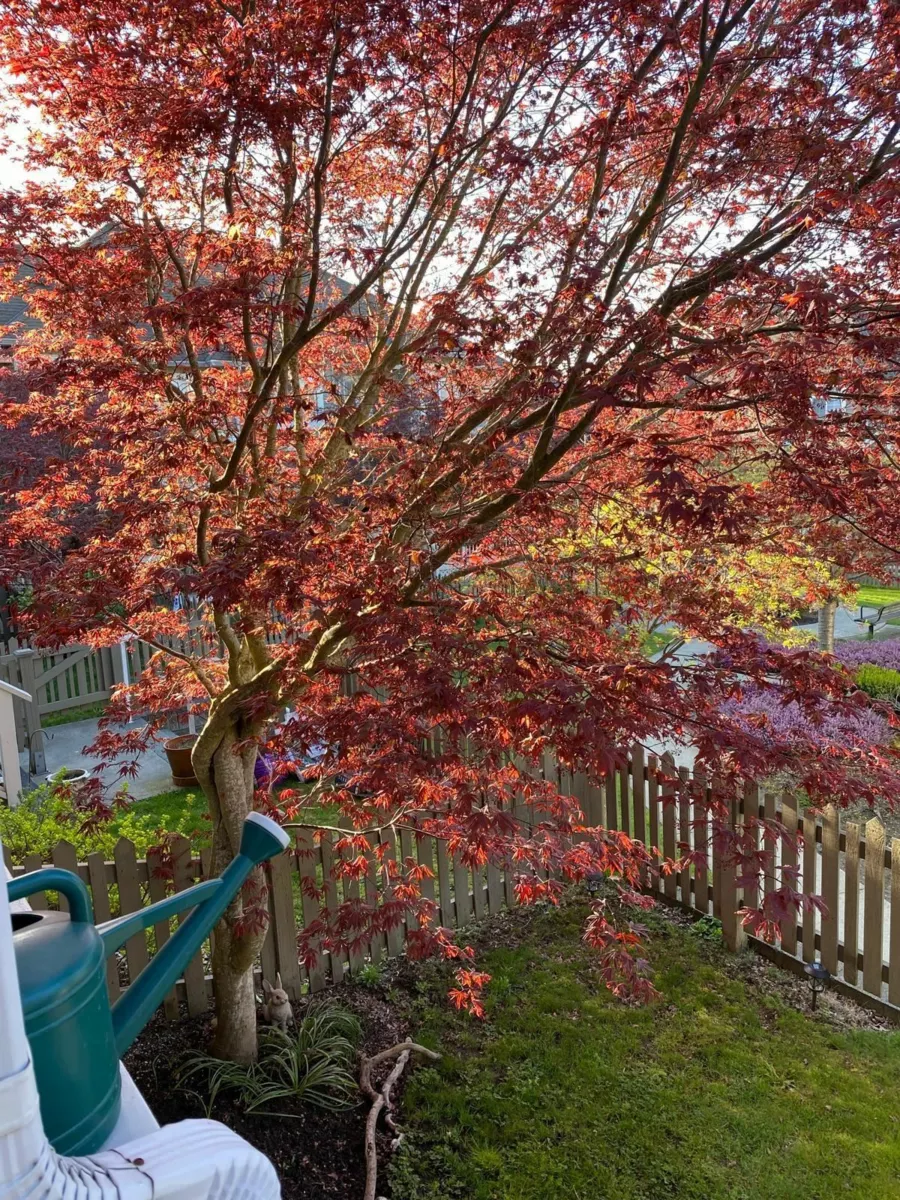 Staircase Photo of 18 6852 193 Street, Surrey, BC