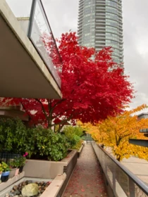 Backyard Photo of TH2 2077 Rosser Avenue, Burnaby, BC