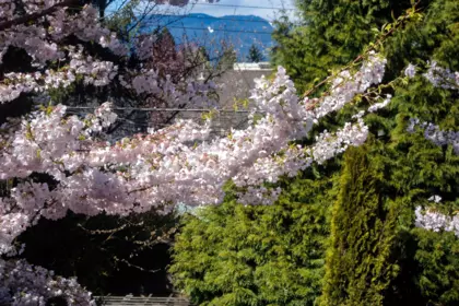 Garden / Landscaping Photo of 4549 W 12th Avenue, Vancouver, BC